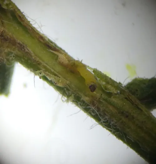 Phyllonorycter ulicicolella - photo 8