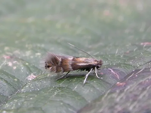 Phyllonorycter ulmifoliella - Phyllonorycter ulmifoliella