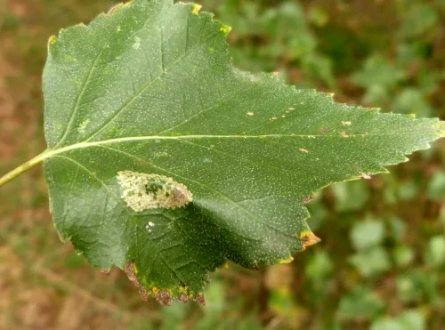 Phyllonorycter ulmifoliella - photo 2