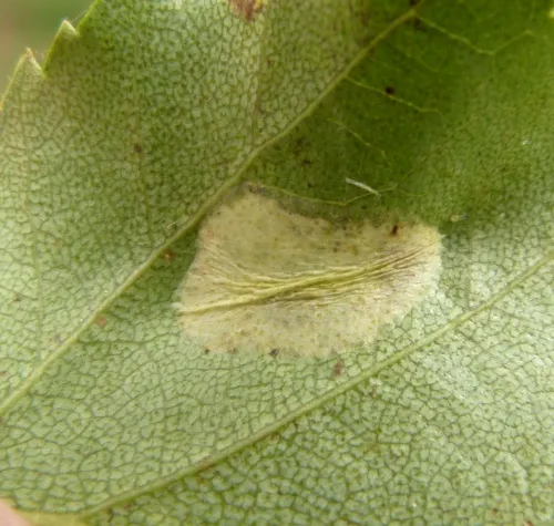 Phyllonorycter ulmifoliella - photo 4