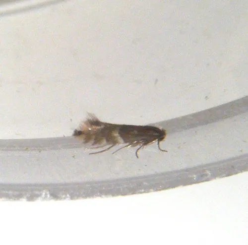 Phyllonorycter ulmifoliella - photo 5