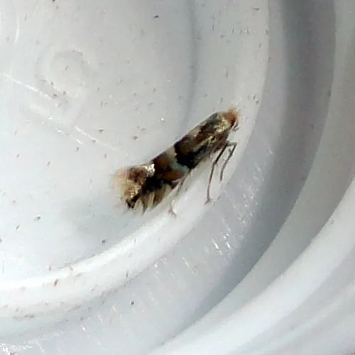 Phyllonorycter ulmifoliella - photo 6