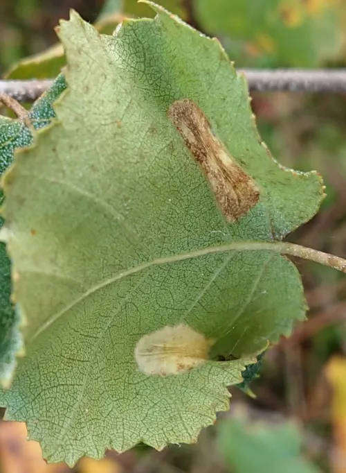 Phyllonorycter ulmifoliella - photo 7