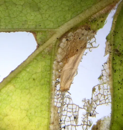 Phyllonorycter ulmifoliella - photo 8