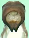 Phyllophaga aemula
