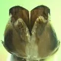 Phyllophaga aemula - photo 2