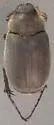 Phyllophaga aemula - photo 3