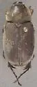 Phyllophaga aemula - photo 4