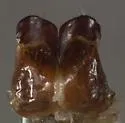 Phyllophaga aemula - photo 5