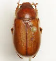 Phyllophaga antennata