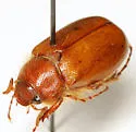 Phyllophaga antennata - photo 2