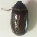 Cranberry White Grub - photo 3