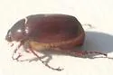 Cranberry White Grub - photo 5