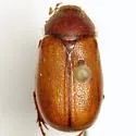 Phyllophaga apicata