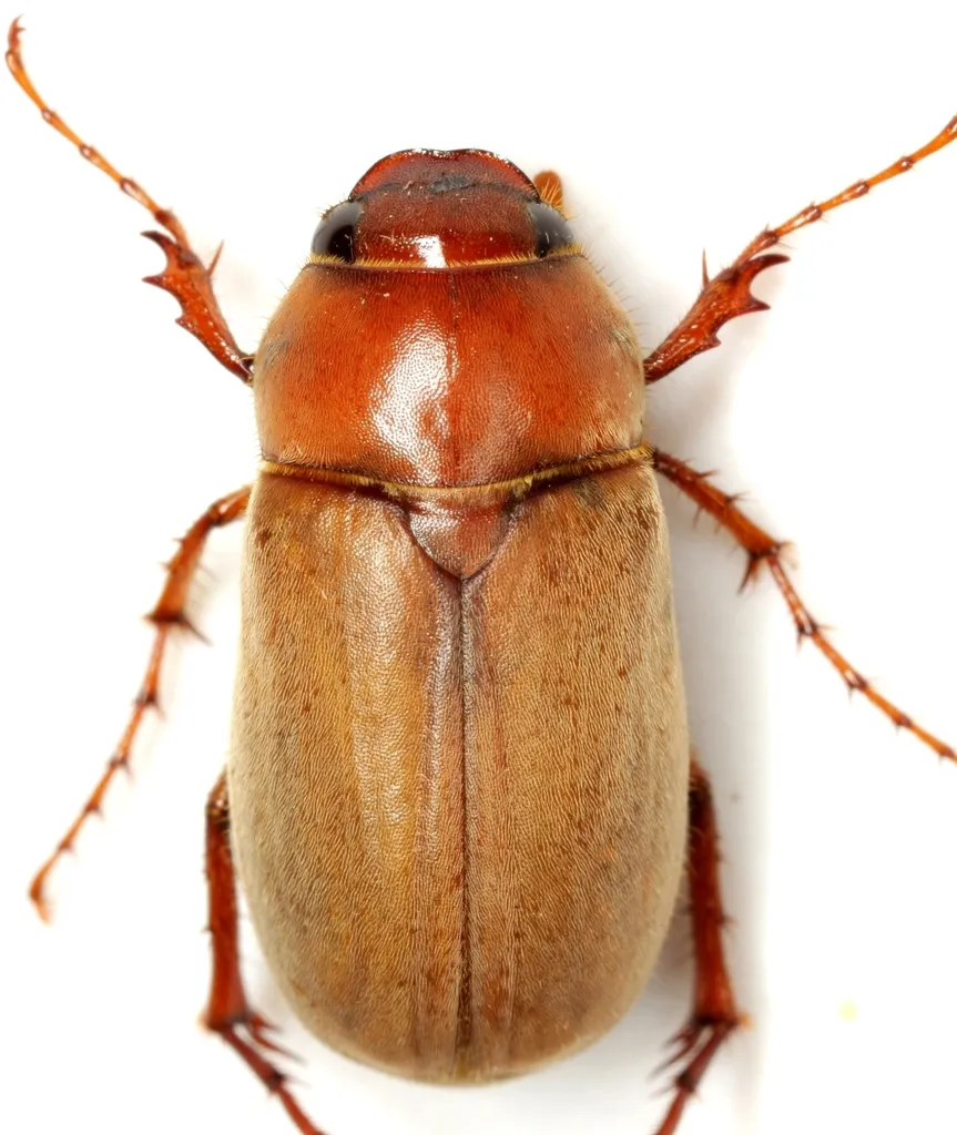 Phyllophaga arcta - photo 2