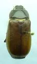 Phyllophaga balia