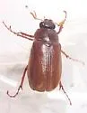 Phyllophaga balia - photo 3