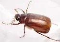 Phyllophaga balia - photo 4