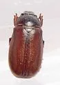Phyllophaga balia - photo 5