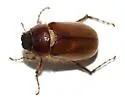 Phyllophaga beckeri