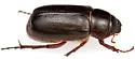 Phyllophaga bilobatata - photo 2