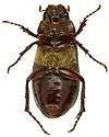 Phyllophaga bilobatata - photo 3