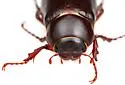 Phyllophaga bilobatata - photo 4