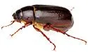 Phyllophaga bilobatata - photo 5