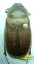Phyllophaga bipartita