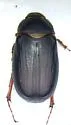 Phyllophaga bipartita - photo 3