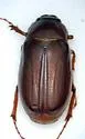 Phyllophaga bipartita - photo 4