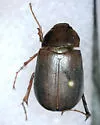 Phyllophaga blanda - Phyllophaga blanda