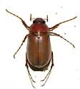 Phyllophaga blanda - photo 2