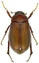 Phyllophaga blanda - photo 3