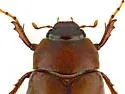Phyllophaga blanda - photo 4