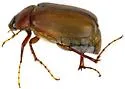 Phyllophaga blanda - photo 5