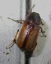 Cuban May Beetle - Phyllophaga bruneri