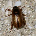 Cuban May Beetle - photo 2