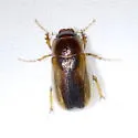 Cuban May Beetle - photo 3