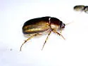 Cuban May Beetle - photo 4