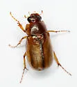Cuban May Beetle - photo 5