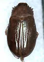 Phyllophaga calceata - Phyllophaga calceata