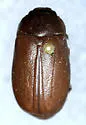Phyllophaga congrua - Phyllophaga congrua