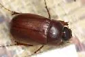 Phyllophaga congrua - photo 2