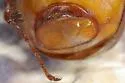 Phyllophaga congrua - photo 3