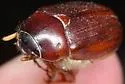 Phyllophaga congrua - photo 5