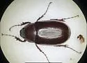 Phyllophaga corrosa - Phyllophaga corrosa