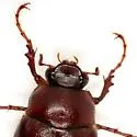 Phyllophaga crassissima - photo 2