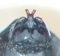 Phyllophaga crassissima - photo 4