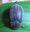 Phyllophaga crenulata - Phyllophaga crenulata
